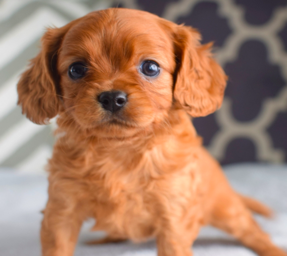 comprar cachorros sanos, baratos y asequibles para la venta